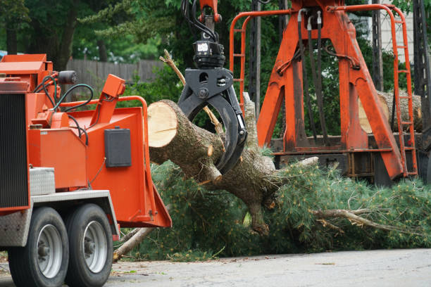 Tree Trimming