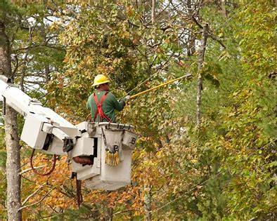 Tree trimming